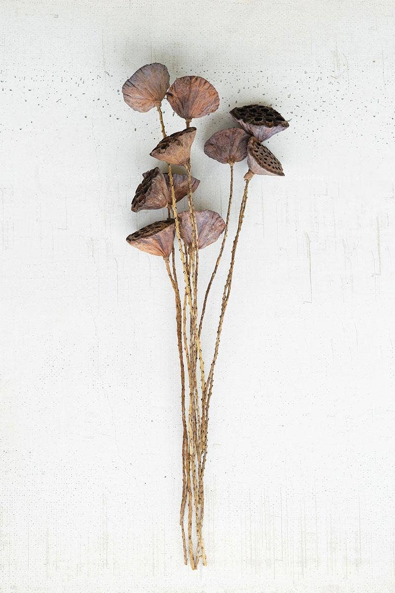 10 Pc Bundle Natural Lotus Pods On Twigs