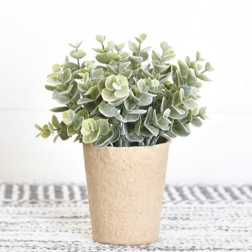 Eucalyptus in Paper Pot