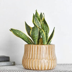 Large Carved Wood Planter