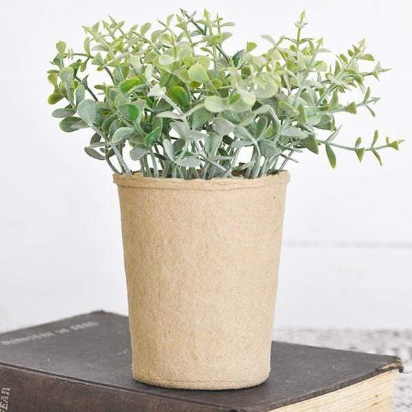 Baby Leaf Plant In Paper Pot