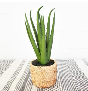 13.5" Faux Aloe Plant in Basket Pot