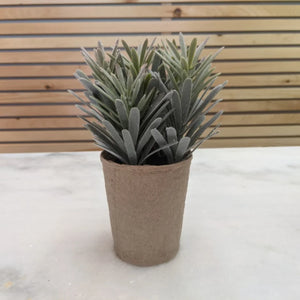 Faux Podocarpus In Paper Pot